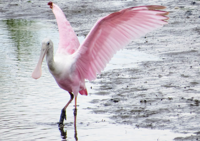 Roseate Spoonbill