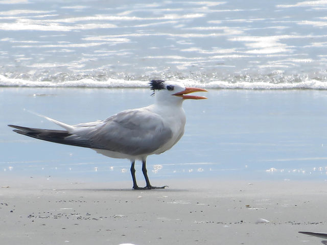 Royal Tern