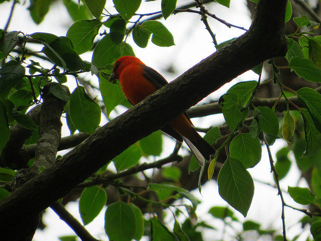 Scarlet Tanager