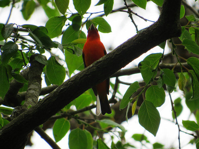 Scarlet Tanager