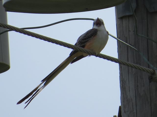 Scissor-tailed Flycatchers