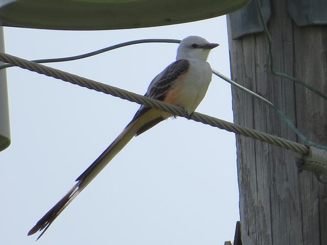 Scissor-tailed Flycatchers