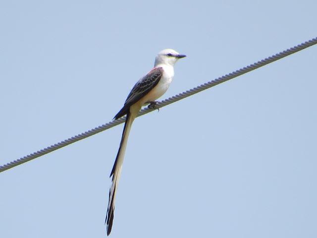 Scissor-tailed Flycatchers