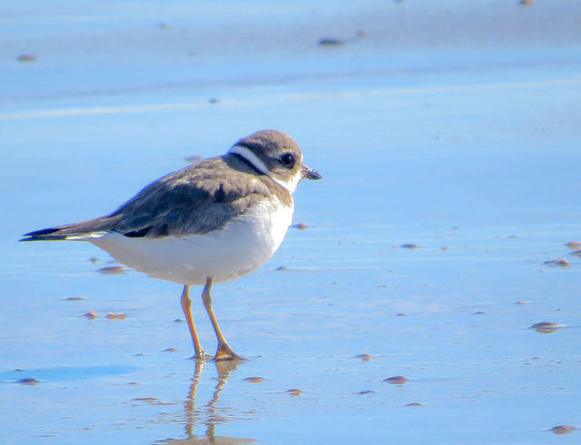 Semipalmated Plover
