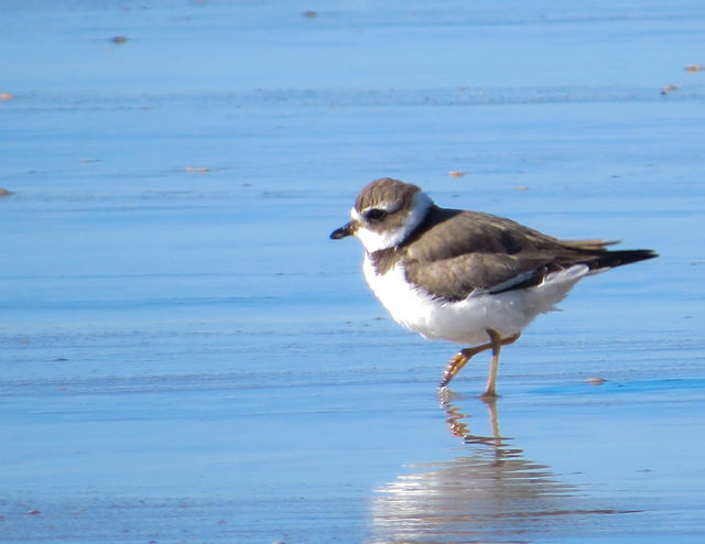 Semipalmated Plover