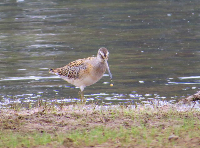 Short-billed Dowitcher