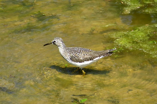 Solitary Sandpiper