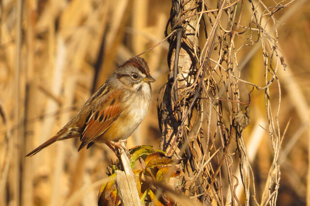 Swamp Sparrow