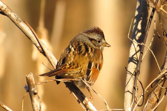Swamp Sparrow
