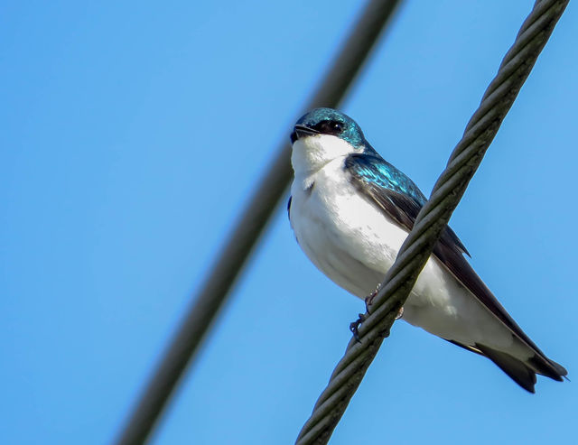 Tree Swallow