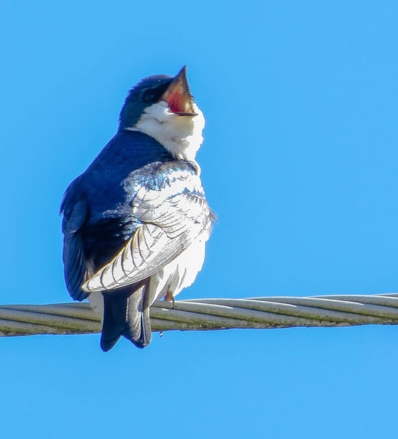 Tree Swallow