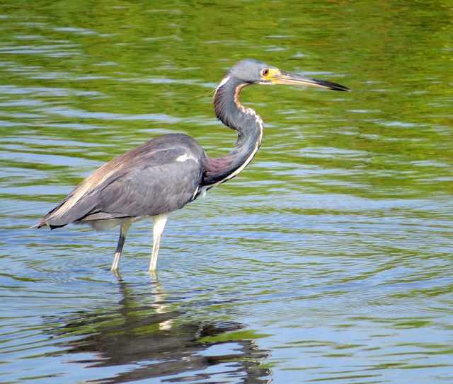 Tricolored Heron