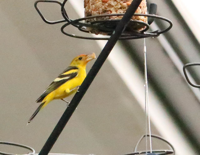 Western Tanager