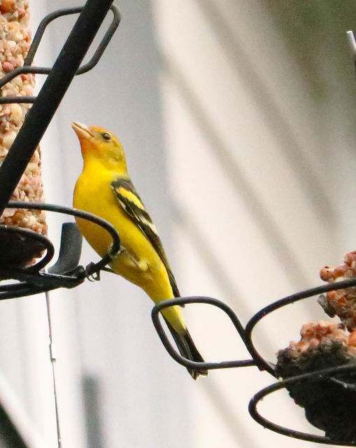 Western Tanager