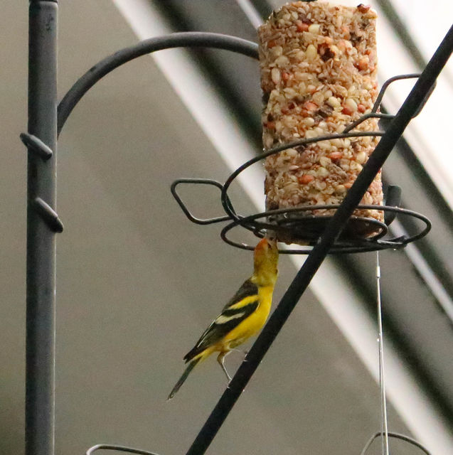 Western Tanager