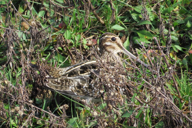 Wilson's Snipe