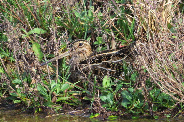Wilson's Snipe