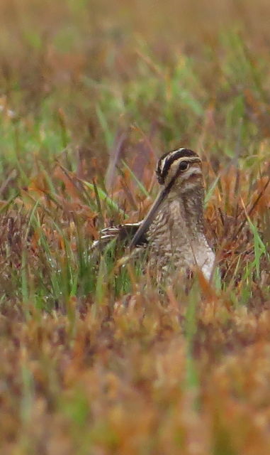 Wilson's Snipe