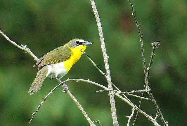 Yellow-breasted Chat