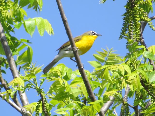 Yellow-breasted Chats