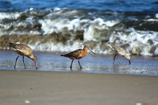 Bar-tailed Godwit