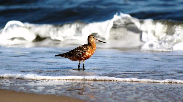 Bar-tailed Godwit