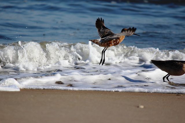 Bar-tailed Godwit