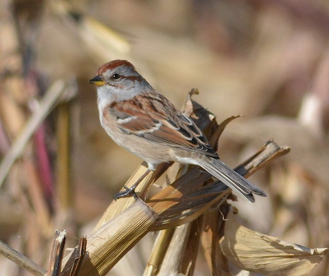 American Tree Sparrow