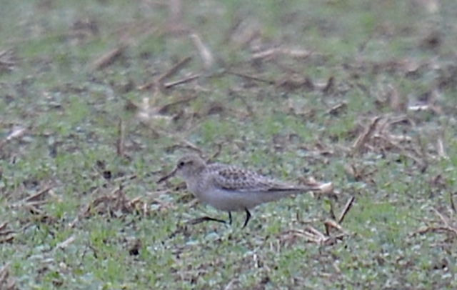 Baird's Sandpiper
