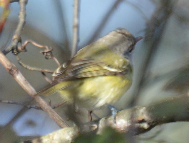 Bell's Vireo