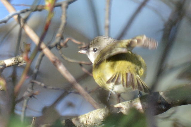 Bell's Vireo