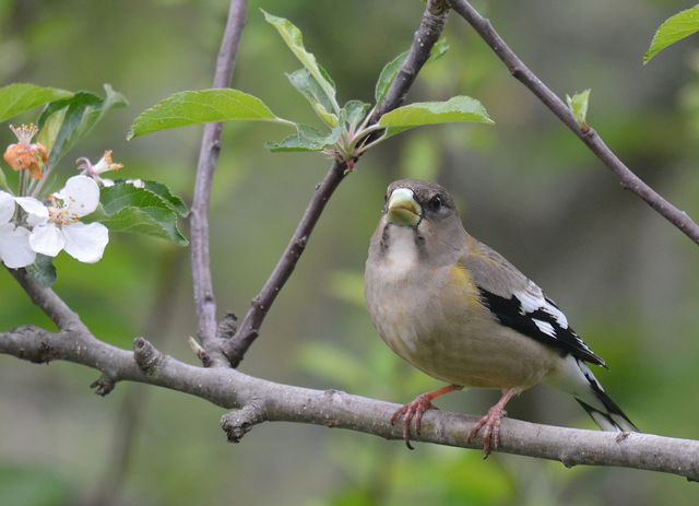 Evening Grosbeak