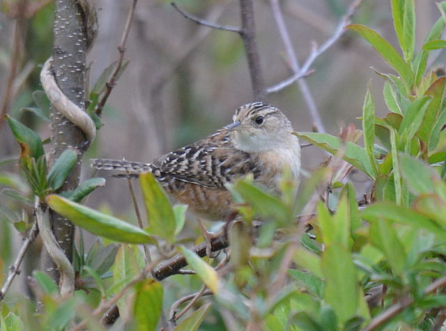 Sedge Wren