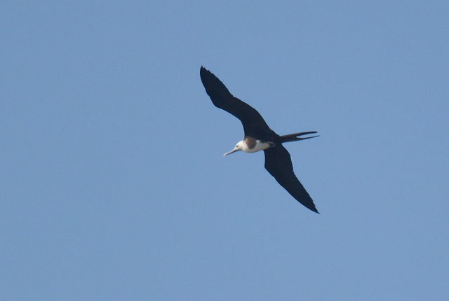 Magnificent Frigatebird