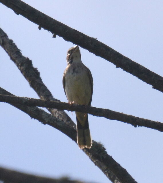 Lark Sparrow