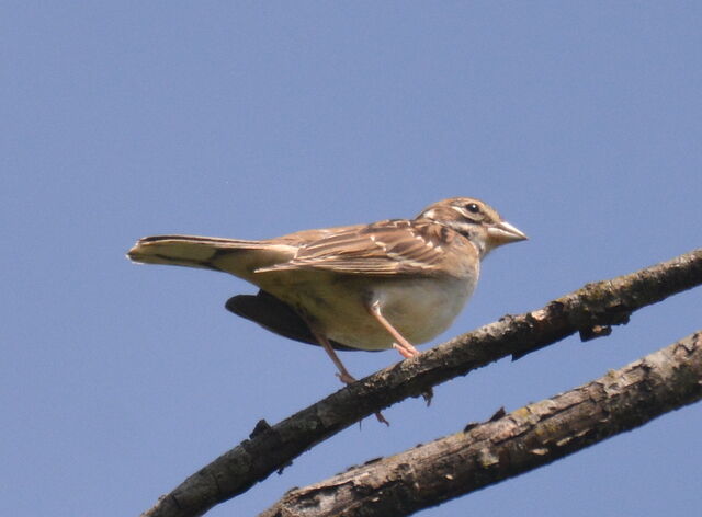 Lark Sparrow