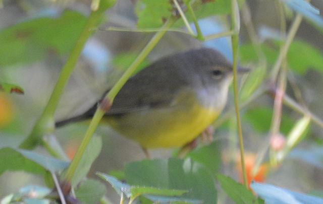 Mourning Warbler