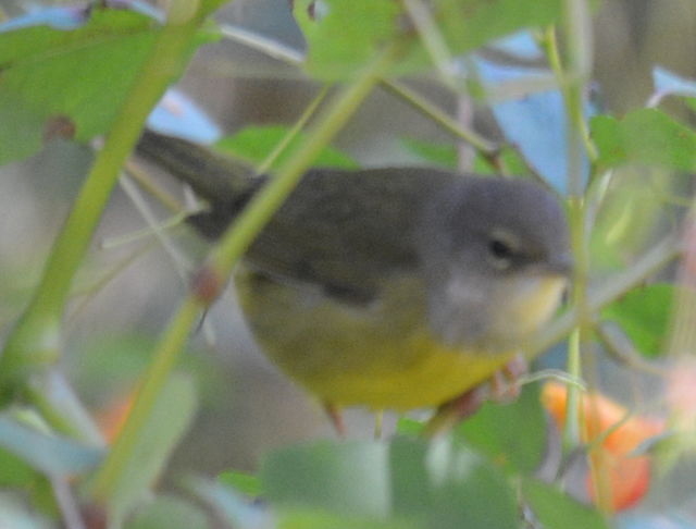 Mourning Warbler