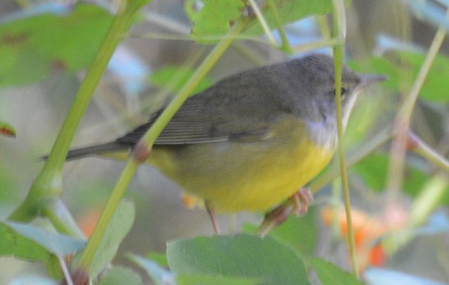 Mourning Warbler