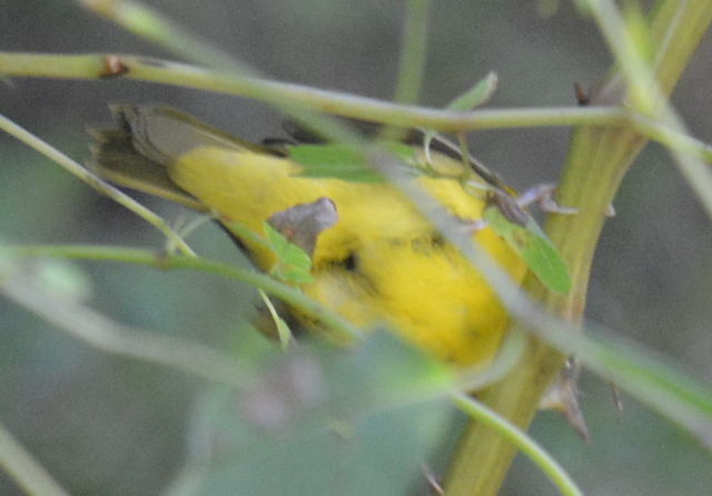Mourning Warbler