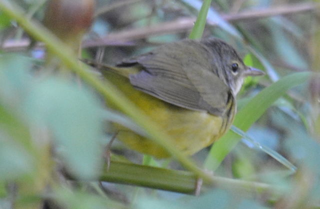 Mourning Warbler