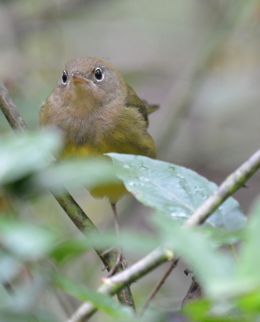 Connecticut Warbler