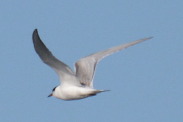 Common Tern