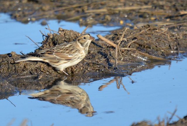 Lapland Longspur