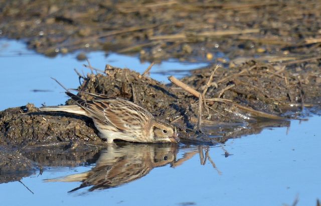 Lapland Longspur