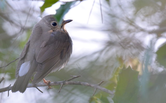 Swainson's Thrush