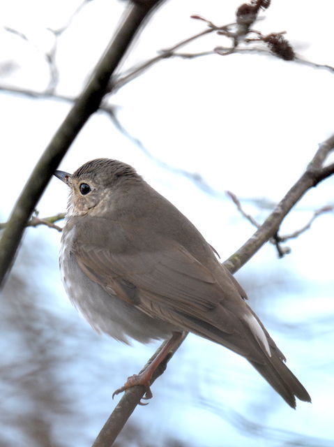 Swainson's Thrush