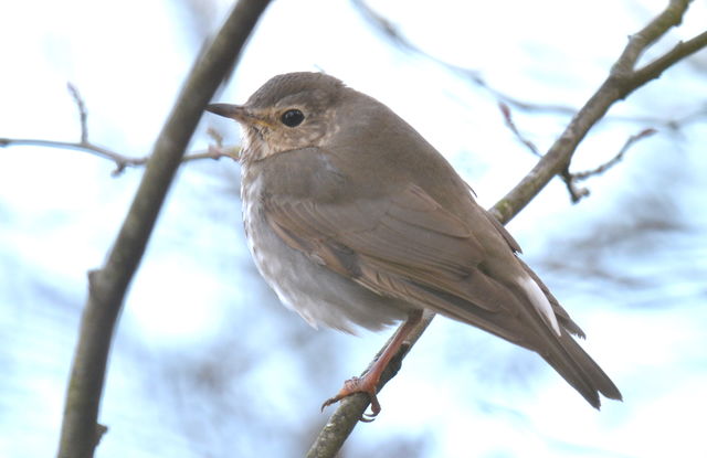 Swainson's Thrush