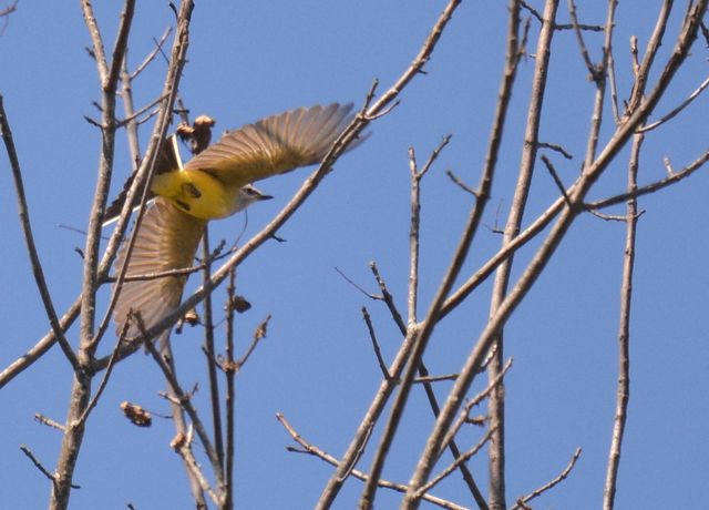 Western Kingbird