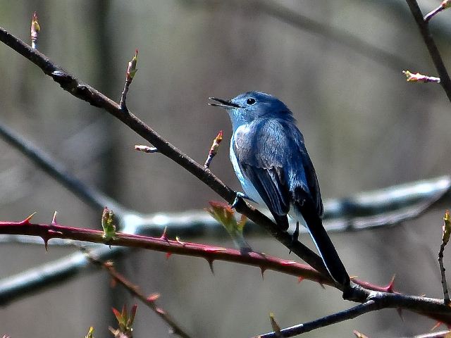 Blue-gray Gnatcatcher